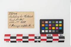 Etiketten zu Bronzephalere (NHMW-PRAE-025544)